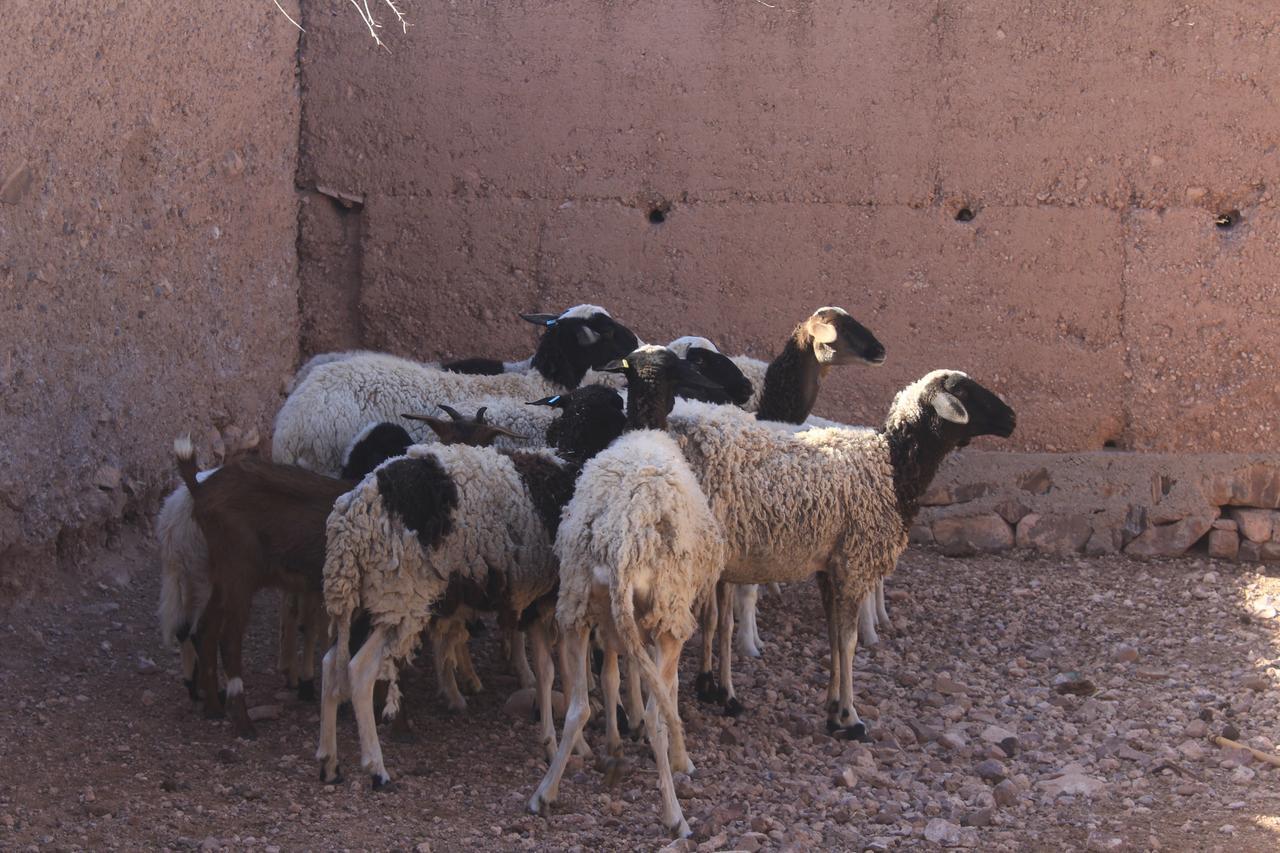 Dar Alfourssane Ferme D'Hote วาร์ซาเซต ภายนอก รูปภาพ